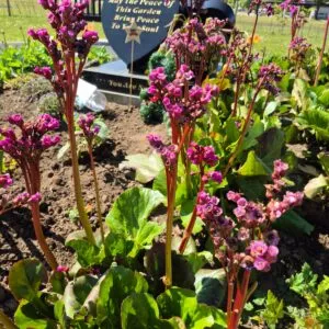 Forget Me Not garden pic 1